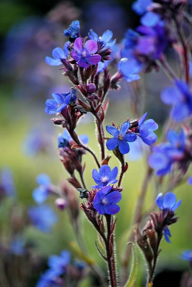 Annuals for pollinators