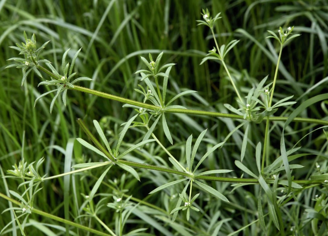 Cleavers | RHS Advice