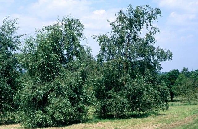 Betula pendula (silver birch)