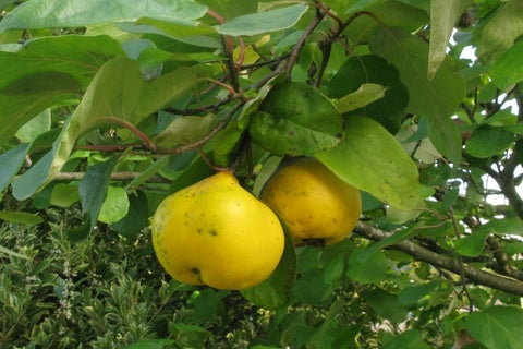 Quinces Insects How to grow quinces | RHS Guide