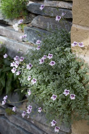 Alpine in dry stone wall