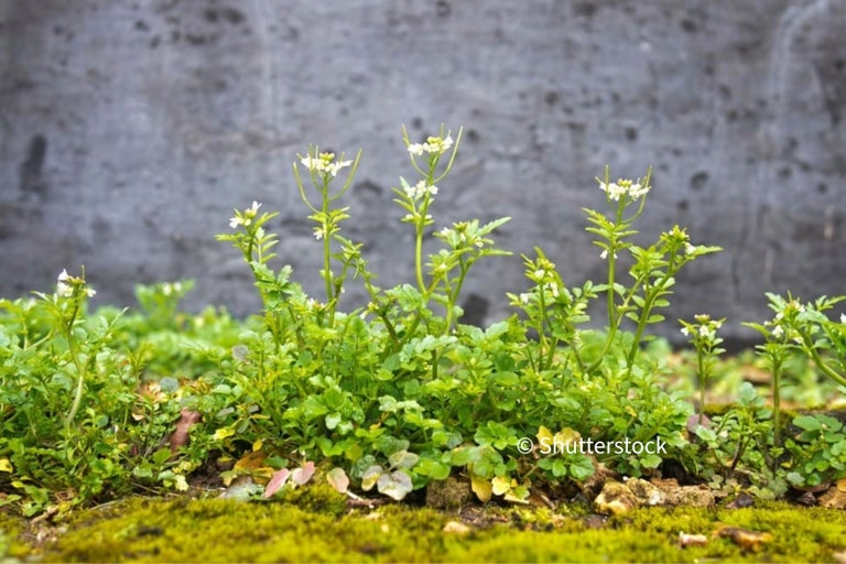 Bittercress