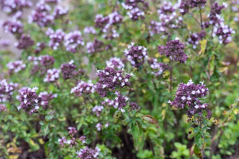 Origanum vulgare