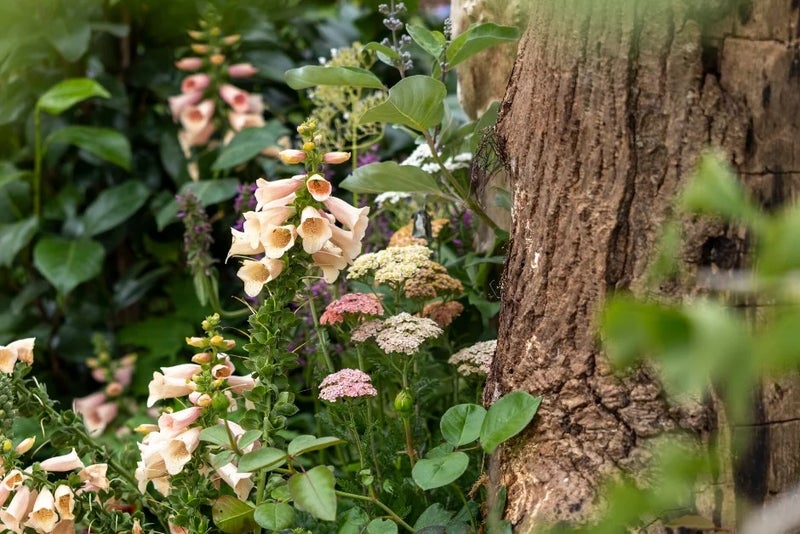 Digitalis-Suttons-Apricot-Achillea-Salmon-Beauty