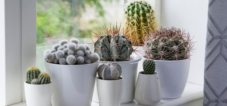 Houseplant design principles: scale