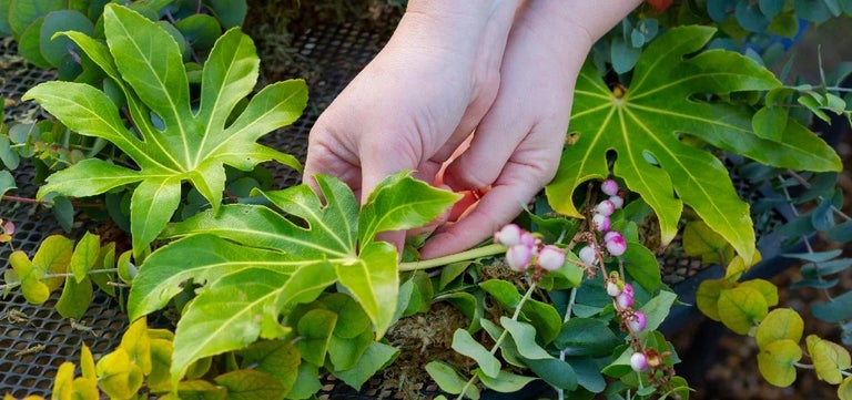 A home-grown welcome: Christmas wreath ideas