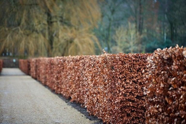 How to trim a hedge