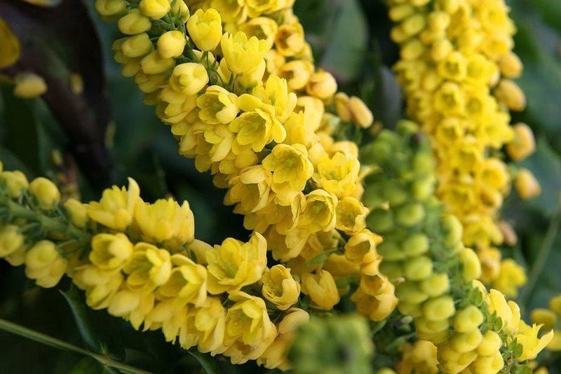 Sheer bliss for bees