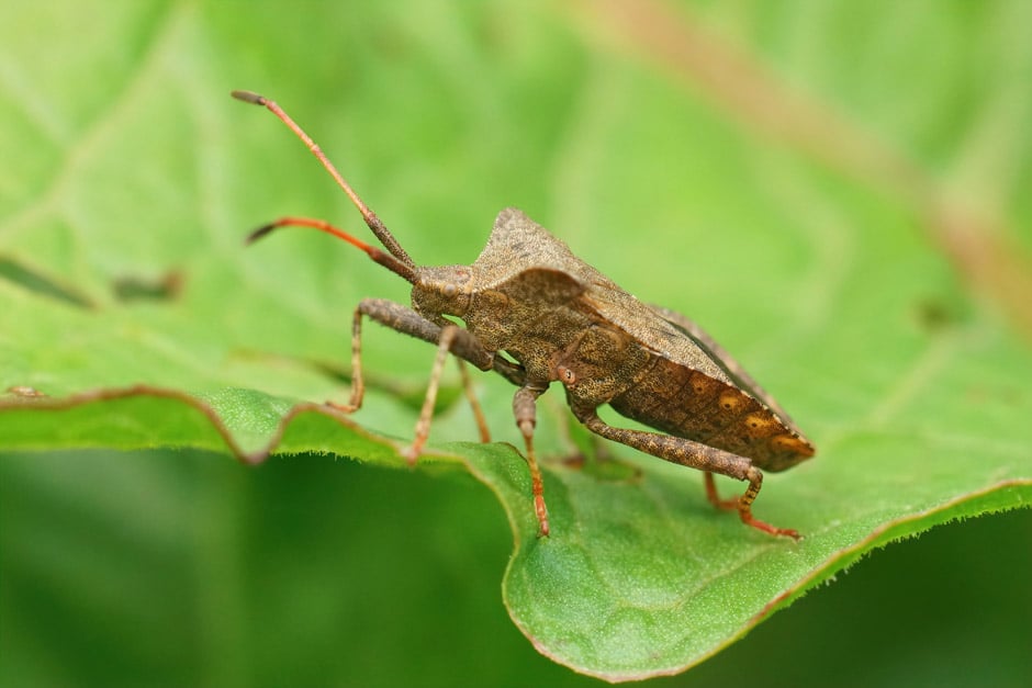 Sheepâ€™s Sorrel | RHS Advice