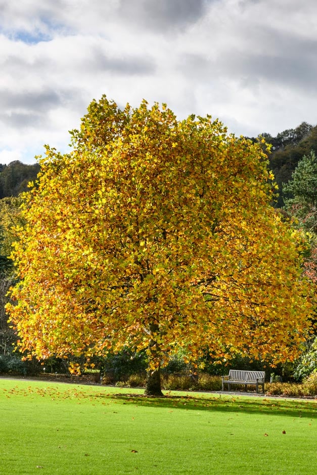 10 resilient trees for the future