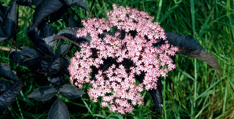 Sambucus