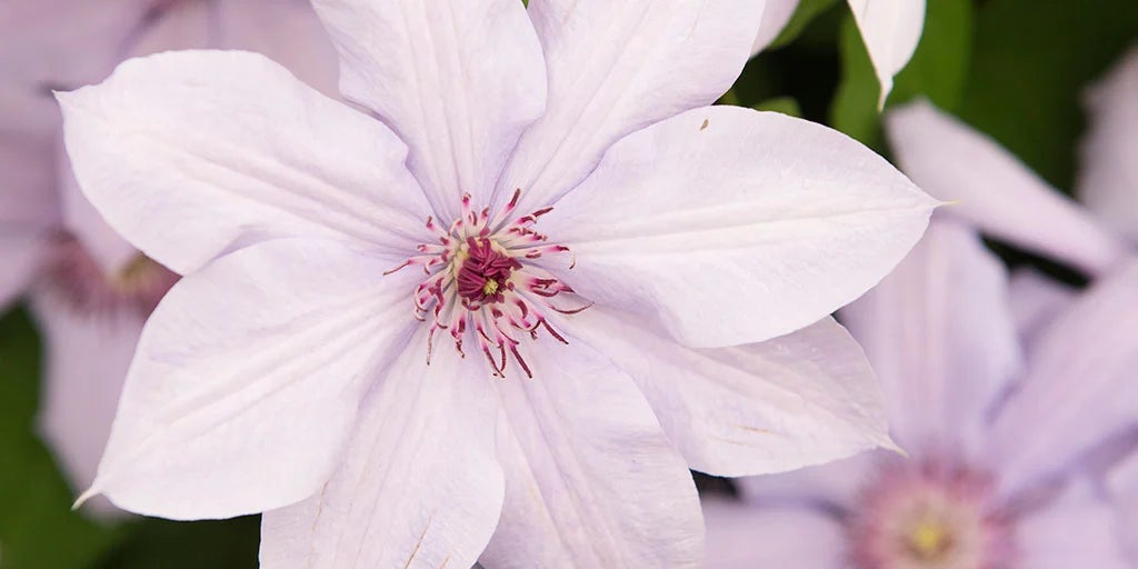 Winter & spring flowering clematis / RHS Plant Guide