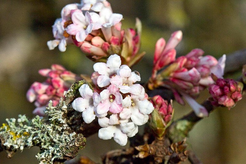 Blooms for winter