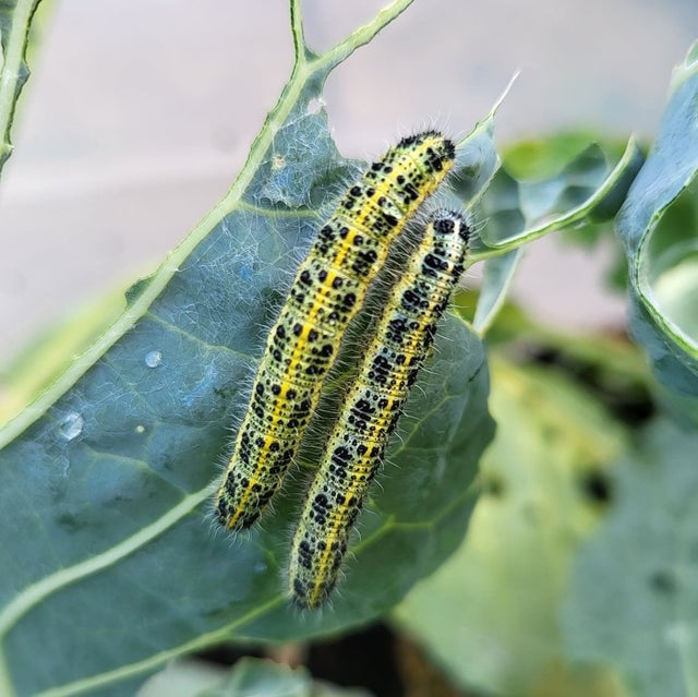Large cabbage white butterfly (<i>Pieris brassicae</i>) on Cabbage (<i>Brassica</i> sp.). Credit: RHS/Steph Bird