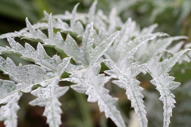 Award-winning silver-leaved perennials