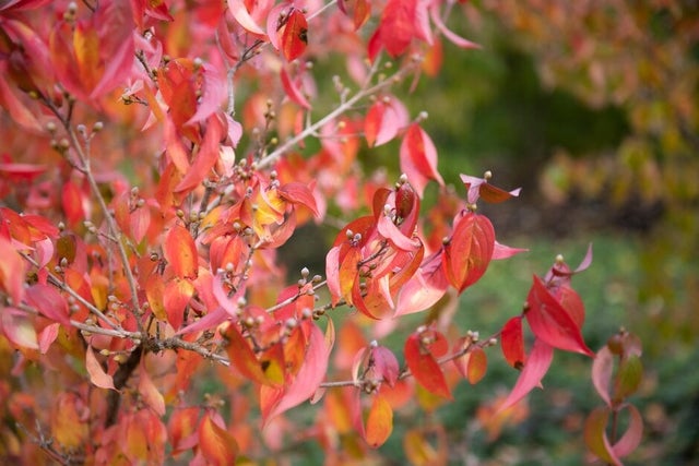 Trees for seasonally wet and dry soils