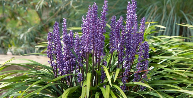 How to grow Liriope