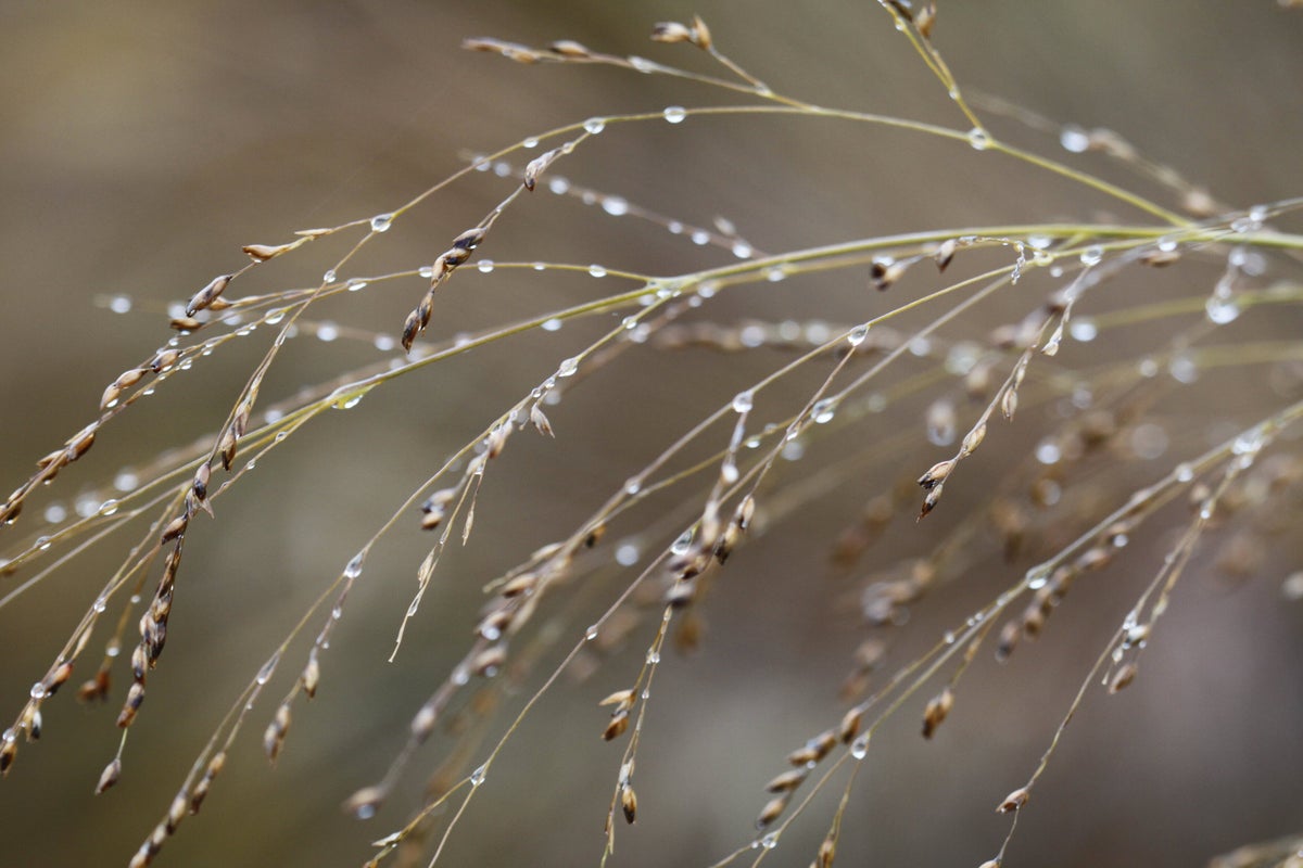 Switch grass (Panicum virgatum 'Northwind')