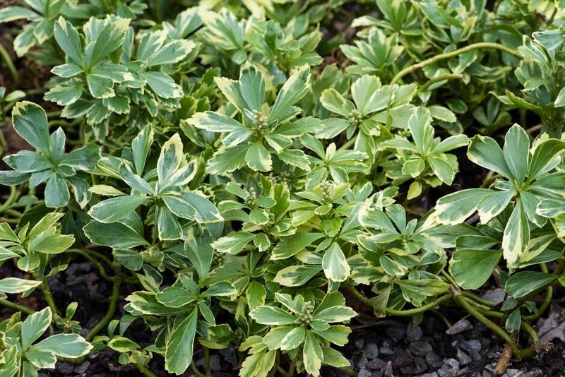 Spurge with a splash
