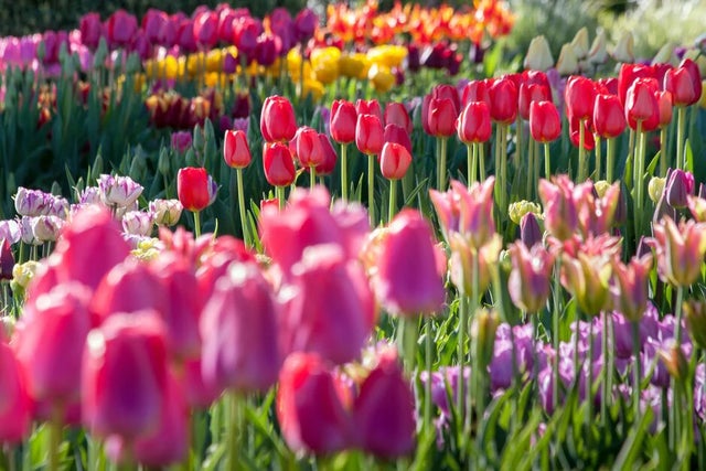 Plan a visit to the RHS Gardens