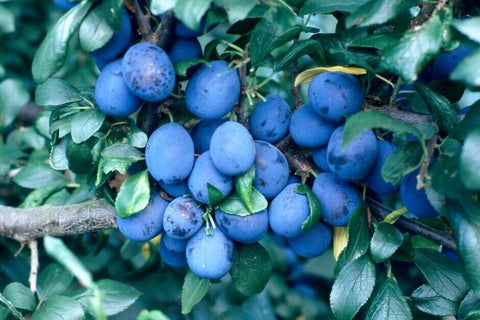 How to grow damsons | RHS Guide