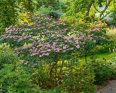 How to plant a shrub