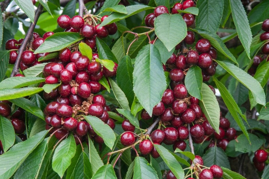 Edible prunus