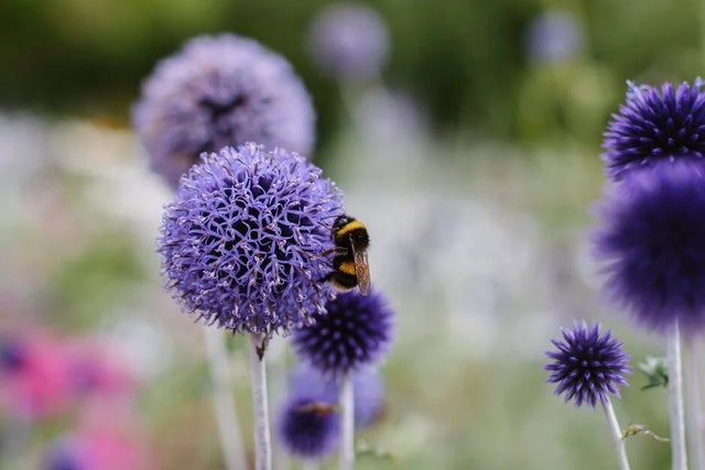 Plants for Pollinators
