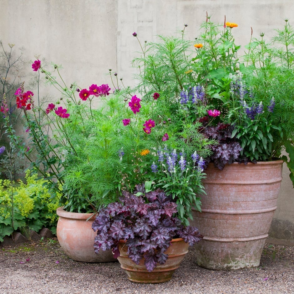 Containers: Summer Planting Ideas | RHS Advice
