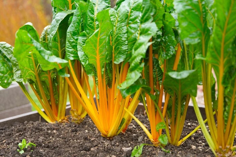 Swiss chard ‘Bright Yellow’