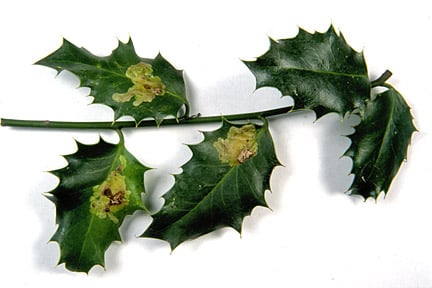 Holly leaf miner (<i>Phytomyza ilicis</i>) on Holly (<i>Ilex aquifolium</i>). Credit: RHS/Entomology.