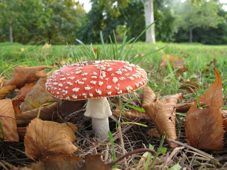 Mycorrhizal fungi