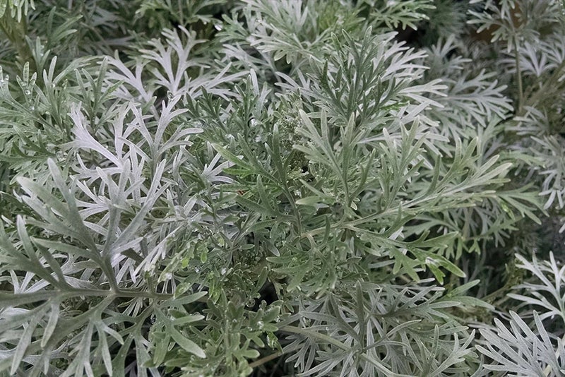 Sparkling with silver