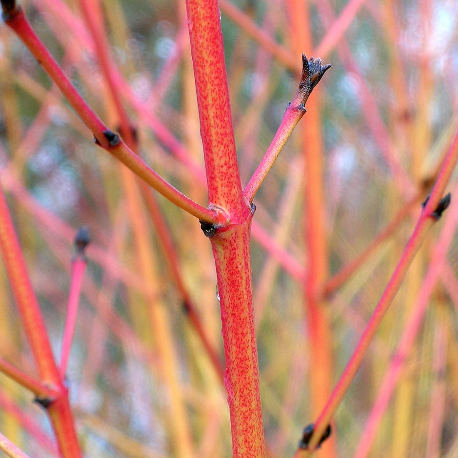 Cornus can be coppiced annually.