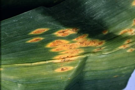 Onion Root Rust How to grow onions | RHS Guide