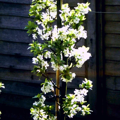 Plum cordon in blossom ©Gerry Edwards