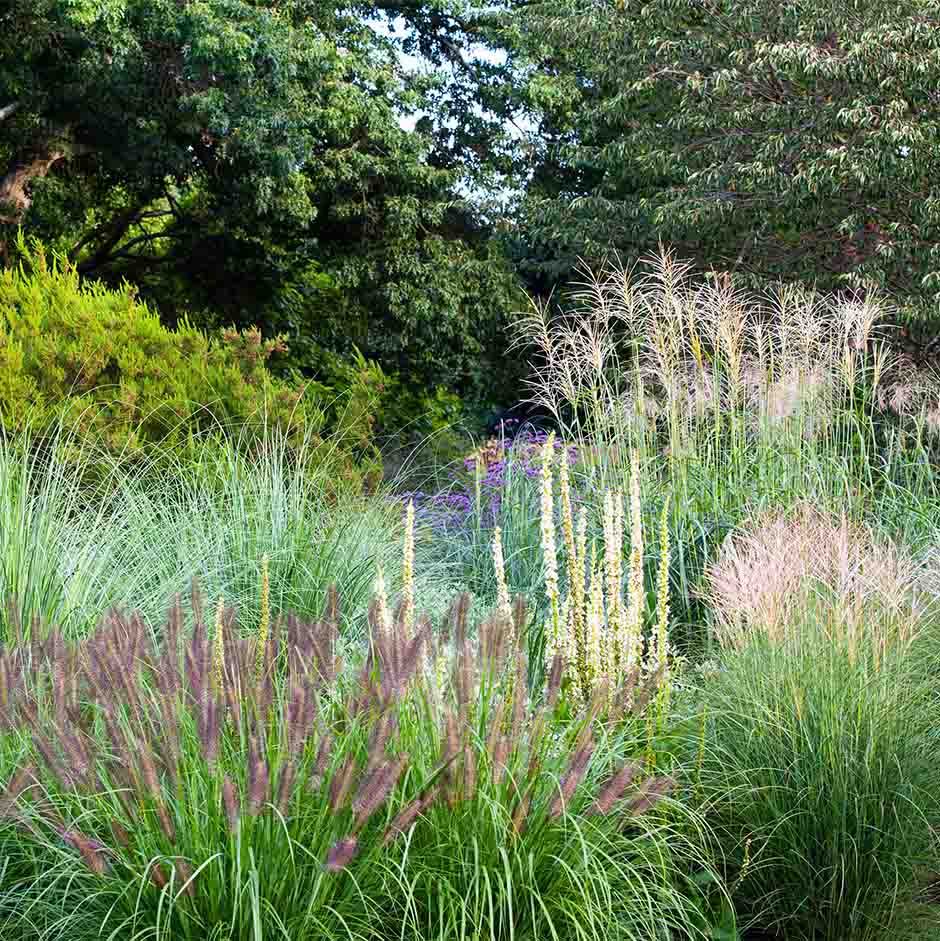 View of the Grass Garden at RHS Garden Wisley