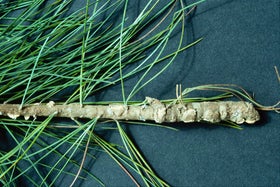 Handle Rust Tree Tree Rusts: Spotting & Treating | RHS Advice