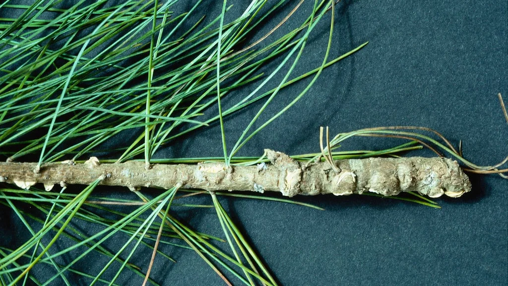 Rust Tree Damage Tree Rusts: Spotting & Treating | RHS Advice
