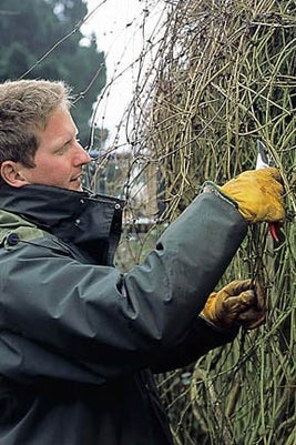 Clematis can out-grow their space, but are possible to renovate with pruning. Credit: RHS/Tim Sandall.
