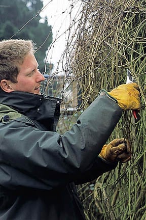 Clematis can out-grow their space, but are possible to renovate with pruning. Credit: RHS/Tim Sandall.