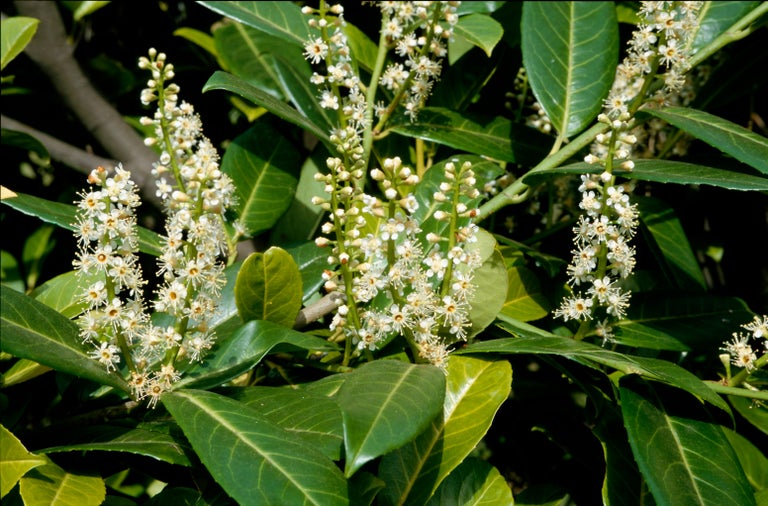 Buy prunus from RHSplants.co.uk
