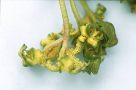 Tree Rusts: Spotting & Treating | RHS Advice