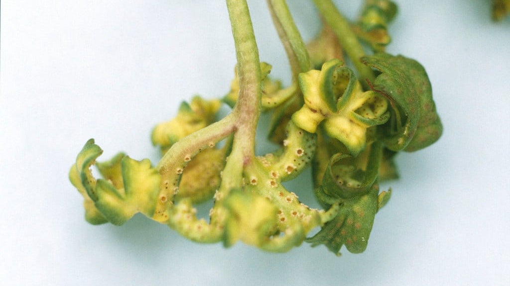 Rust On Tree Roots Tree Rusts: Spotting & Treating | RHS Advice