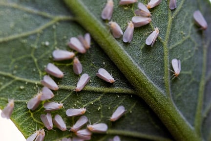 Glasshouse whitefly <EM>Trialeurodes vaporariorum</EM> Image: ©www.gardenworldimages.com
