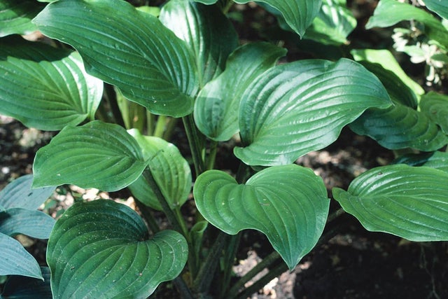 Hostas tolerant of sun