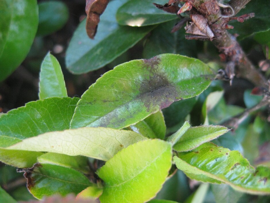 Pyracantha scab causing dark leaf blotches. Image: John Scrace