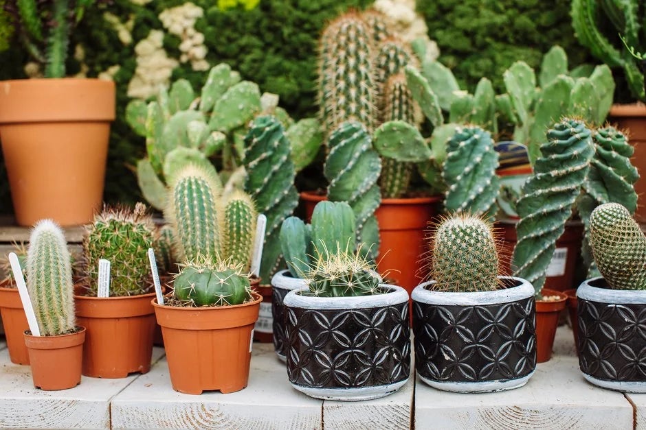 Houseplants at RHS Garden Centres