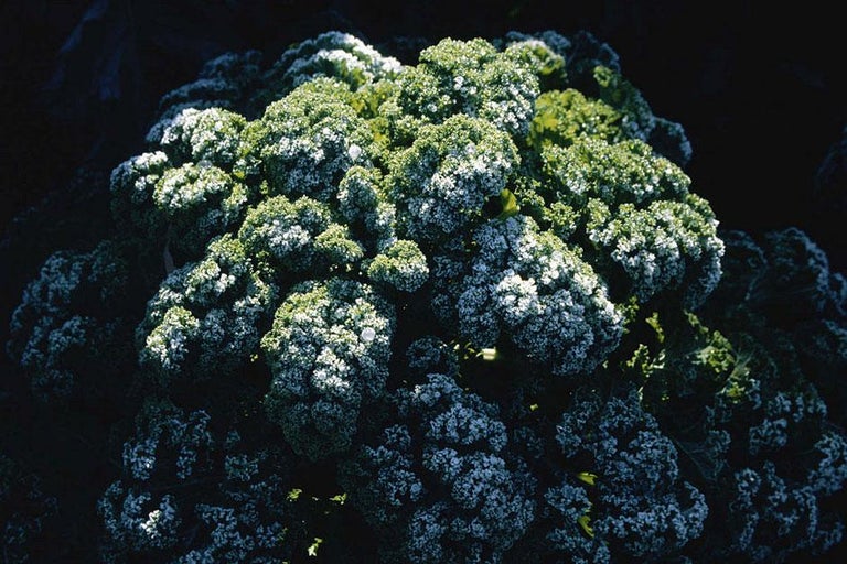 Buy kale at RHSplants.co.uk