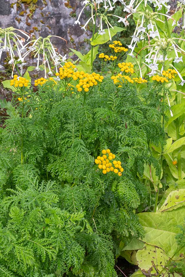 Tanacetum vulgare